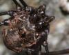 Dasylobus graniferus